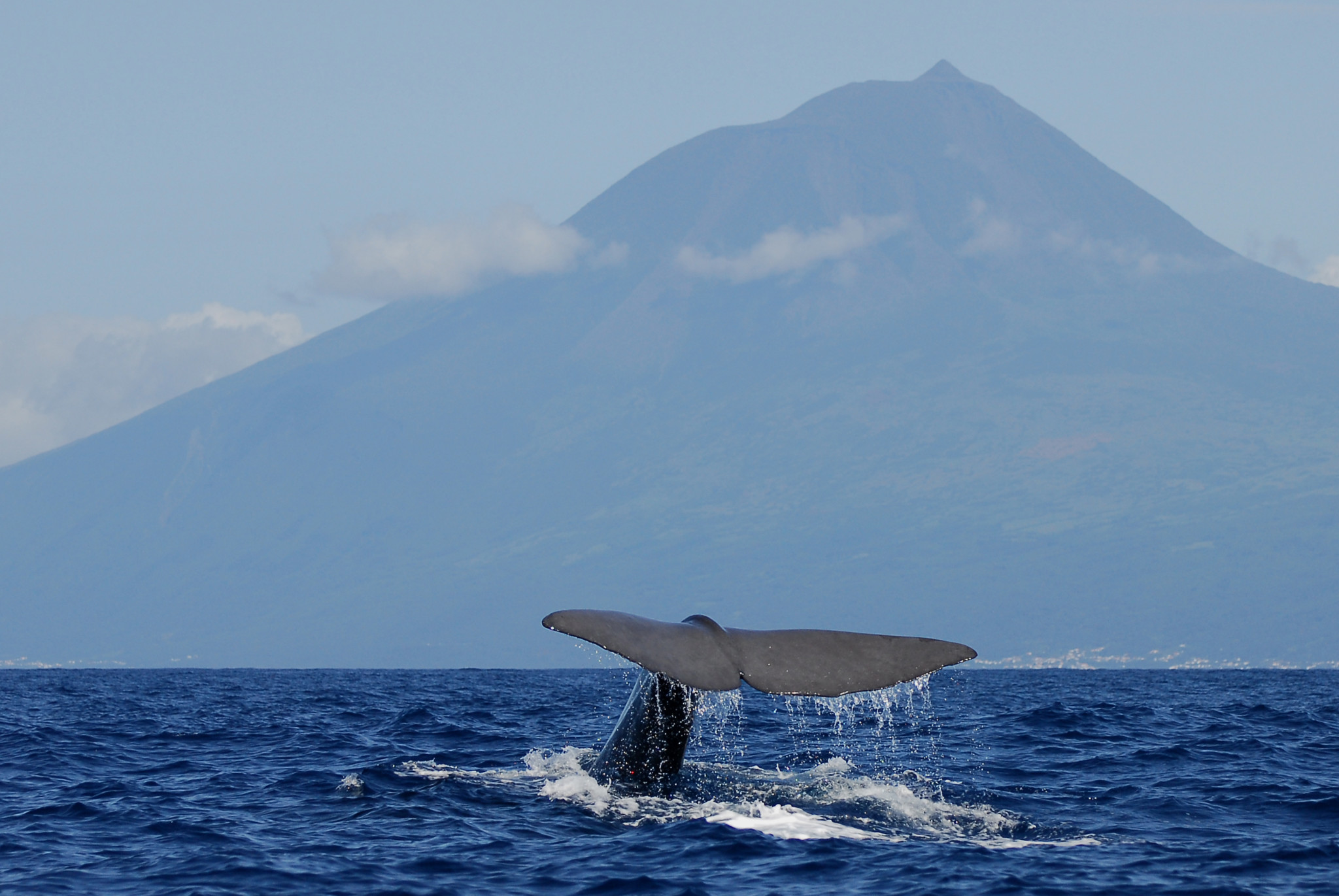 5) Whale Watching